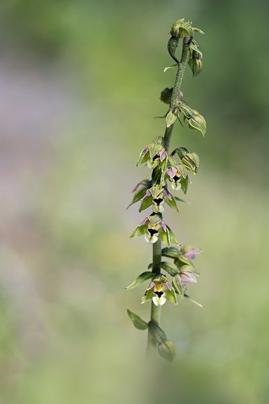 Epipactis distans