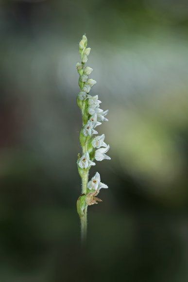 Goodyera repens