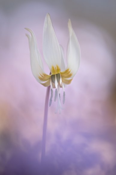 Dente di cane - Dog's tooth violet