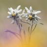 Stella alpina - Edelweiss (Leontopodium alpinum)