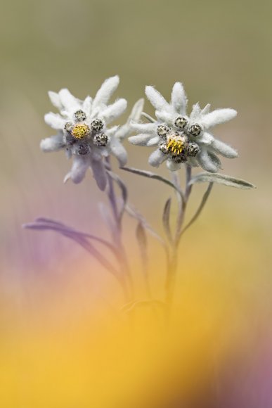 Stella alpina - Edelweiss (Leontopodium alpinum)