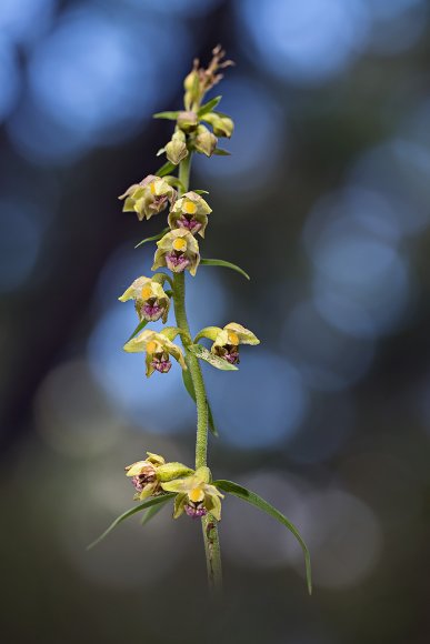 Epipactis rhodanensis