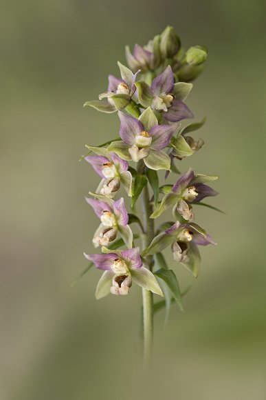 Epipactis helleborine