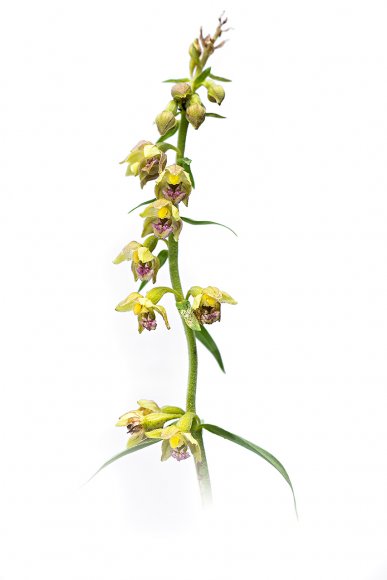 Epipactis rhodanensis