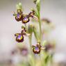 Ophrys Speculum