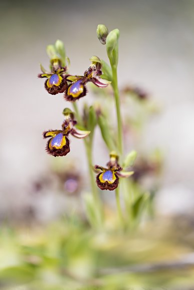 Ophrys Speculum