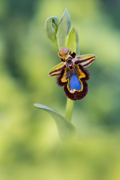 Ophrys Speculum