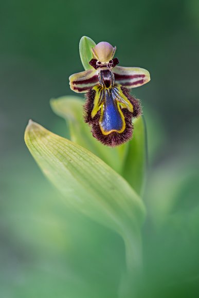 Ophrys Speculum