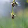 Ophrys incubacea