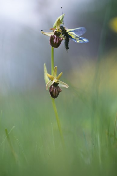 Ophrys incubacea