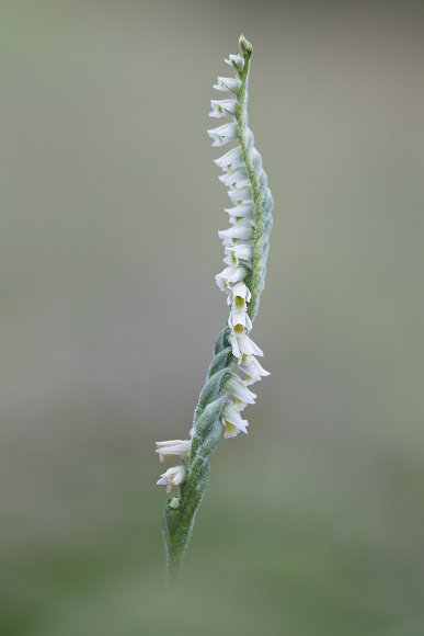 Spyranthes spiralis