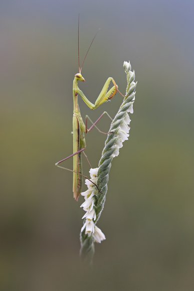 Spyranthes spiralis