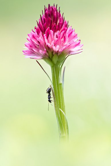 Nigritella corneliana