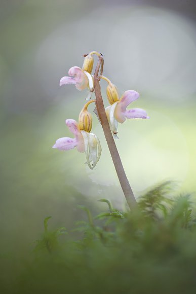 Epipogium aphyllum