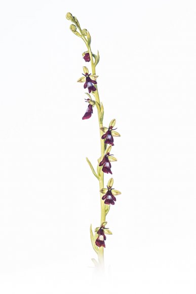 Ophrys insectifera