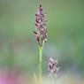 Anacamptis coriophora