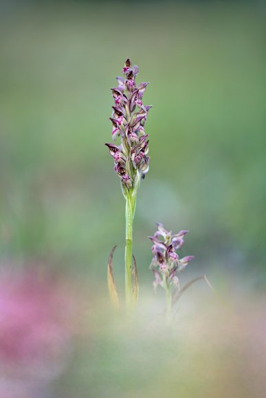 Anacamptis coriophora