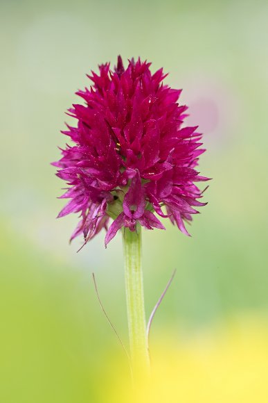 Nigritella rubra