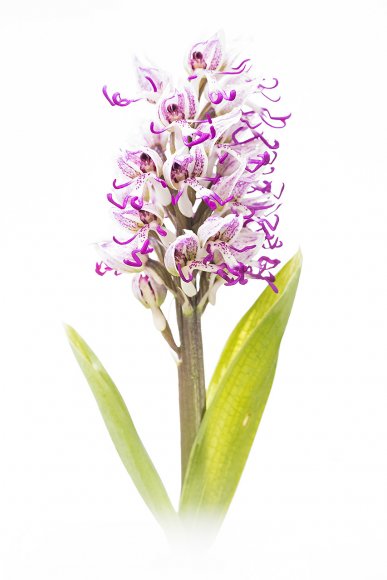 Orchis simia