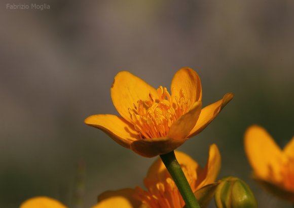 anemone-giallo