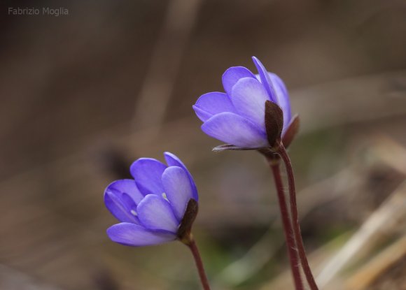 fiori7