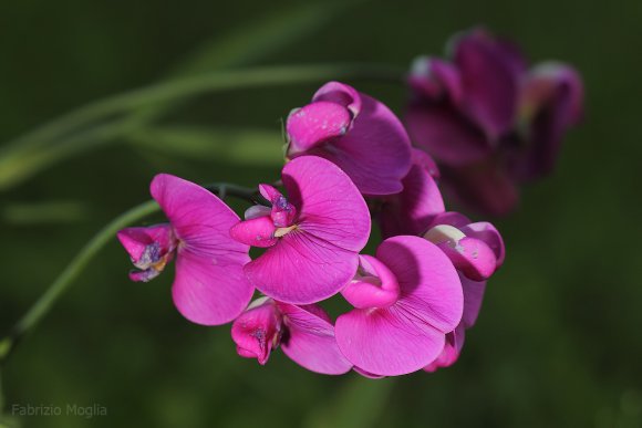 orchidea-selvatica