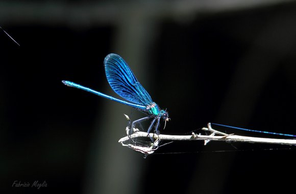 1-blue-damsel