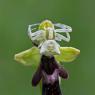 Thomisidae e Ophrys insectifera