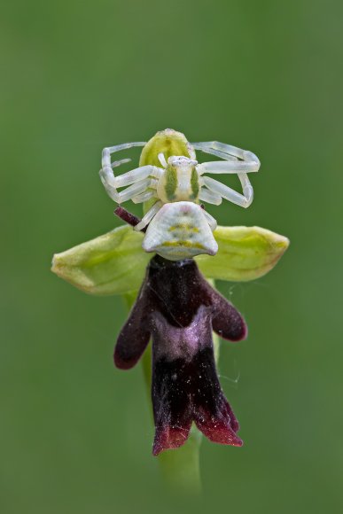 Thomisidae e Ophrys insectifera
