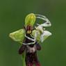 Thomisidae e Ophrys insectifera