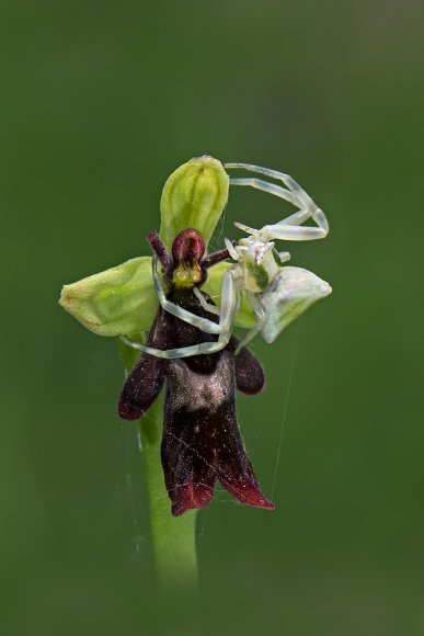 Thomisidae e Ophrys insectifera