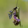 Libelluloide su Ophrys Holosericea