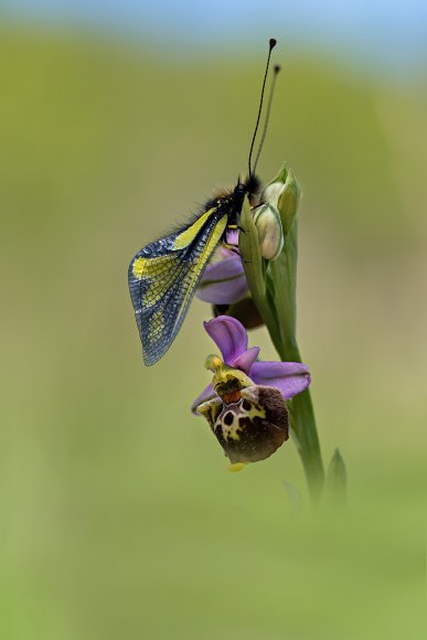 Libelluloide su Ophrys Holosericea