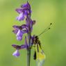 Libelluloide su Orchis Morio