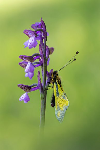 Libelluloide su Orchis Morio