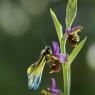 Libelluloide su Ophrys Holosericea