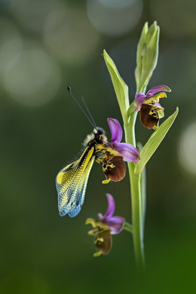 Libelluloide su Ophrys Holosericea