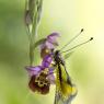 Libelluloide su Ophrys Holosericea