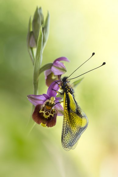 Libelluloide su Ophrys Holosericea