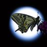 Macaone - Old World swallowtail (Papilio machaon)