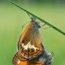 Coenonympha oedippus 