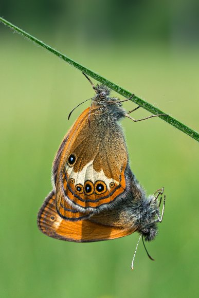 Coenonympha oedippus 