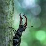 Cervo volante - Stag beetle (Lucanus cervus)