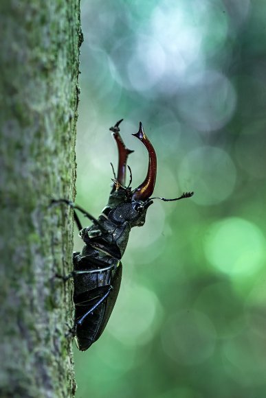 Cervo volante - Stag beetle (Lucanus cervus)