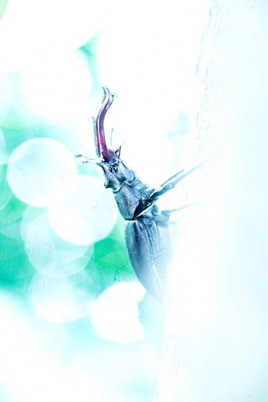 Cervo volante - Stag beetle (Lucanus cervus)
