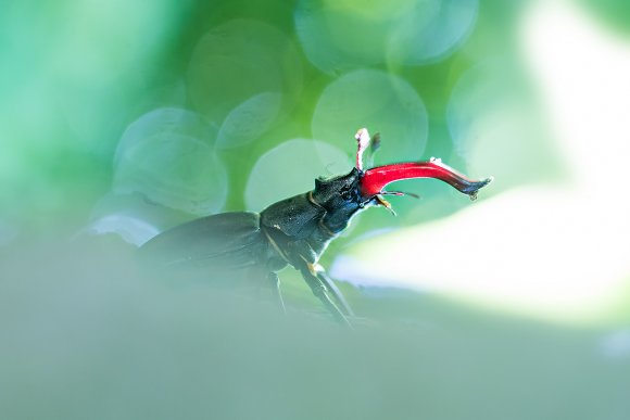 Cervo volante - Stag beetle (Lucanus cervus)