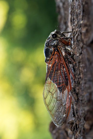 Cicala - Cicala (Tibicen haematodes)