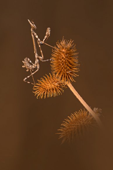 Empusa Pennata