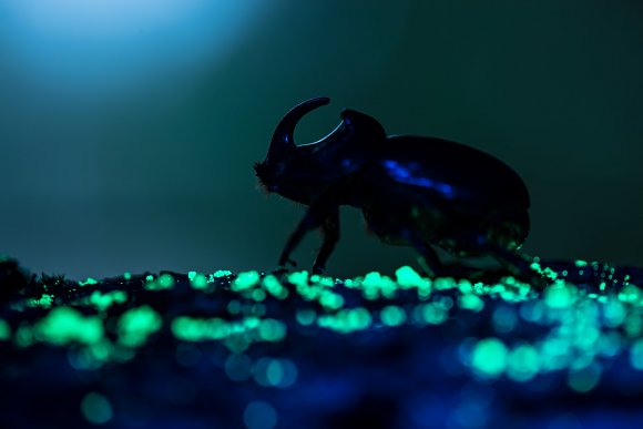 Scarabeo rinoceronte - Rhino beetle