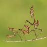 Empusa pennata